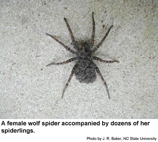 Wolf spider